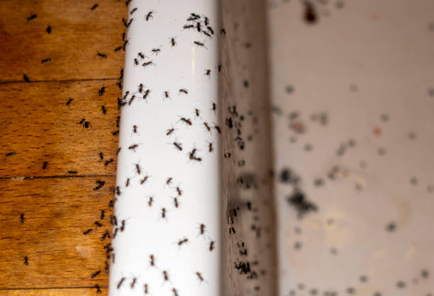 Best Rodent Control Near Me  in Klamath Falls, OR